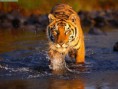 /album/fotogaleria/creek-20crossing-20bengal-20tiger-1-jpg/